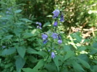 Campanula trachelium (Nesselbl. Glockenblume) Bio