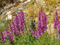 Antirrhinum majus (Großes Löwenmäulchen) Bio