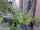 Calamintha nepeta (Kleinbl. Bergminze) Bio