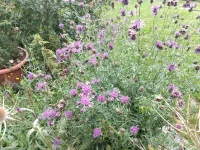 Centaurea scabiosa (Skabiosen-Flockenblume) Bio