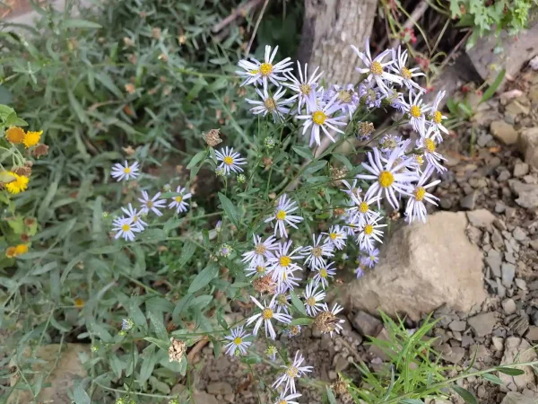 Aster amellus (Berg-Aster) Bio