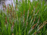 Carex flacca (Blaugrüne Segge) Bio