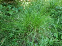 Carex remota (Winkel-Segge) Bio