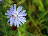 Cichorium intybus (Gew. Wegwarte) Bio