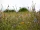 Cichorium intybus (Gew. Wegwarte) Bio