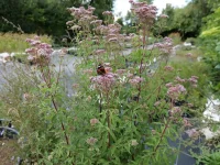 Eupatorium cannabinum (Gew.Wasserdost) Bio