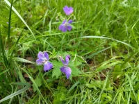 Geranium sylvaticum (Wald-Storchschnabel) Bio