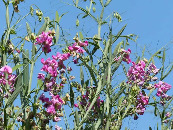 Lathyrus sylvestris (Wilde Platterbse) Bio