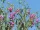 Lathyrus sylvestris (Wilde Platterbse) Bio