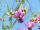 Lathyrus sylvestris (Wilde Platterbse) Bio