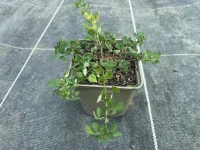 Lotus pedunculatus (Sumpf-Hornklee) Bio