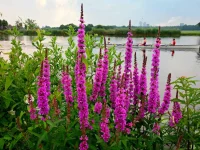 Lythrum salicaria (Gew. Blutweiderich) Bio