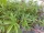 Potentilla palustris (Sumpf-Blutauge) Bio