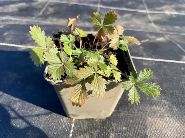 Potentilla recta (Aufrechtes Fingerkraut) Bio