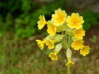 Primula veris (Echte Schlüsselblume) Bio