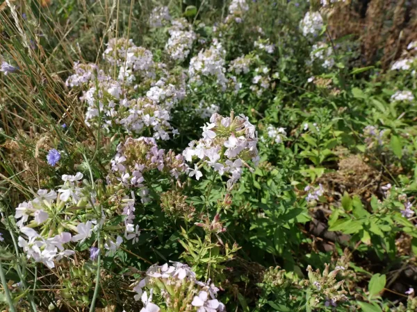 Saponaria officinalis (Echtes Seifenkraut) Bio