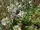 Saponaria officinalis (Echtes Seifenkraut) Bio