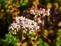 Sedum album (Weißer Mauerpfeffer) Bio