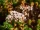 Sedum album (Weißer Mauerpfeffer) Bio