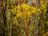 Sedum rupestre (Felsen-Mauerpfeffer) Bio