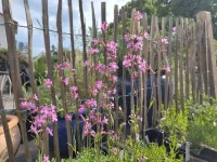 Silene viscaria (Gew. Pechnelke) Bio