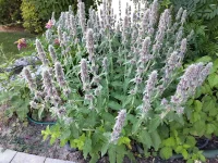 Stachys germanica (Deutscher Ziest) Bio