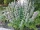 Stachys germanica (Deutscher Ziest) Bio