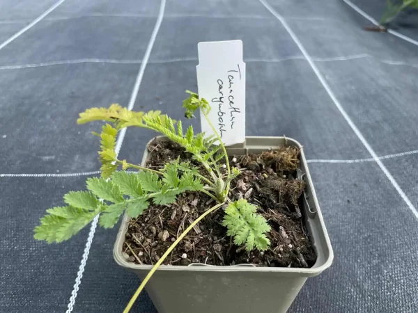 Tanacetum corymbosum (Straußblütige Margerite) Bio